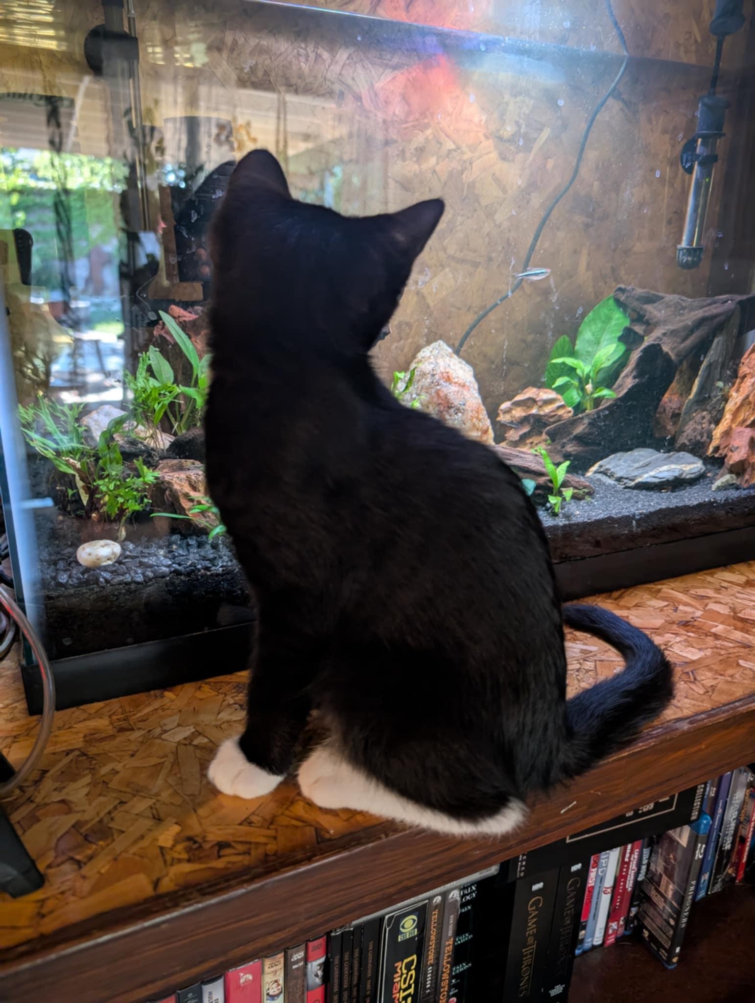 Maven, a Adopted Tuxedo in Vacaville, CA image 2/6