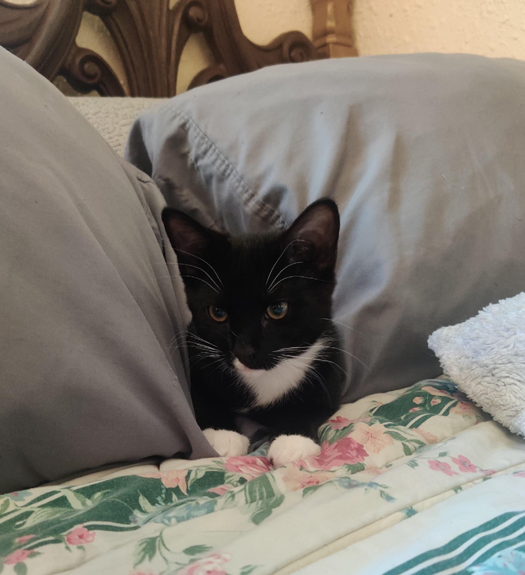 Maven, a Adopted Tuxedo in Vacaville, CA image 1/6