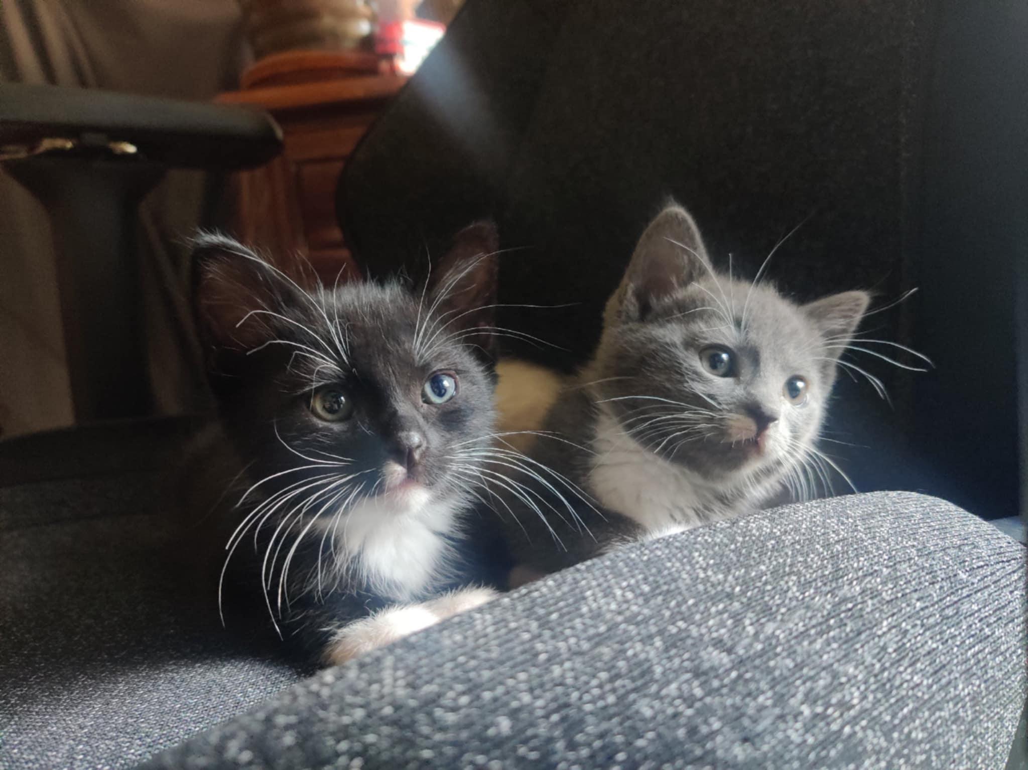 Maven, a Adopted Tuxedo in Vacaville, CA image 3/6