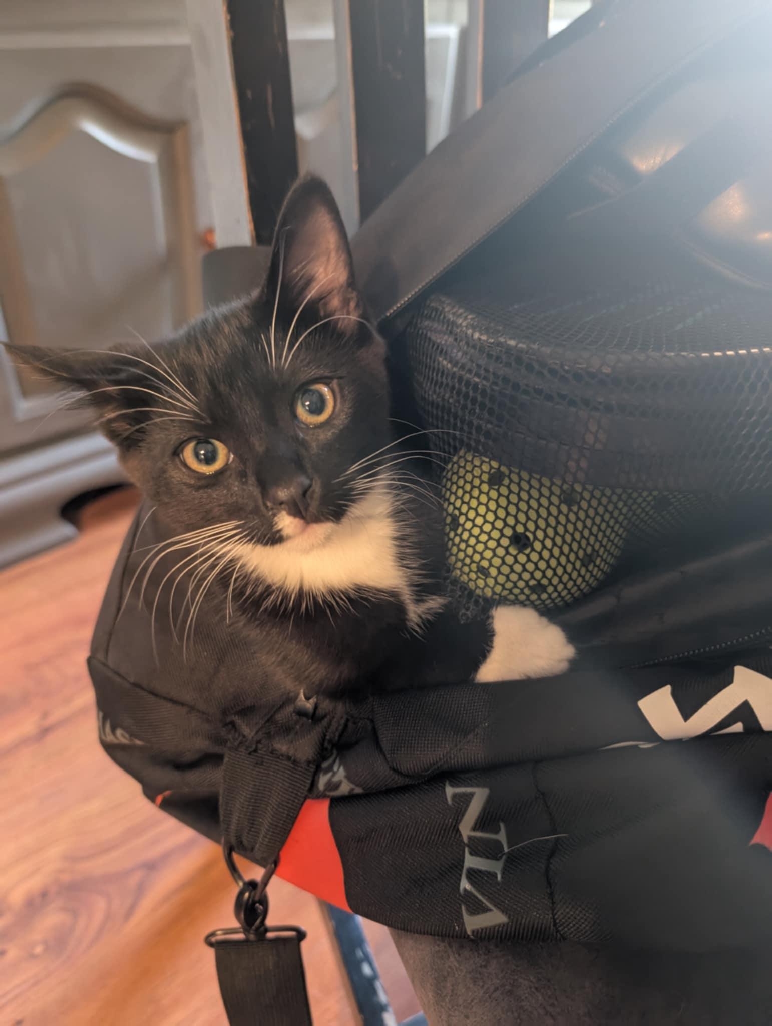 Maven, a Adopted Tuxedo in Vacaville, CA image 4/6