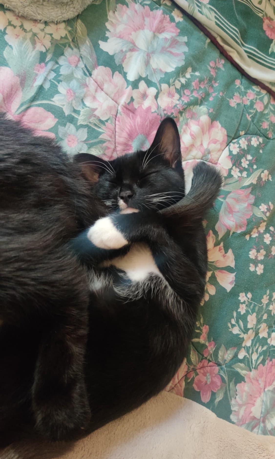 Maven, a Adopted Tuxedo in Vacaville, CA image 5/6