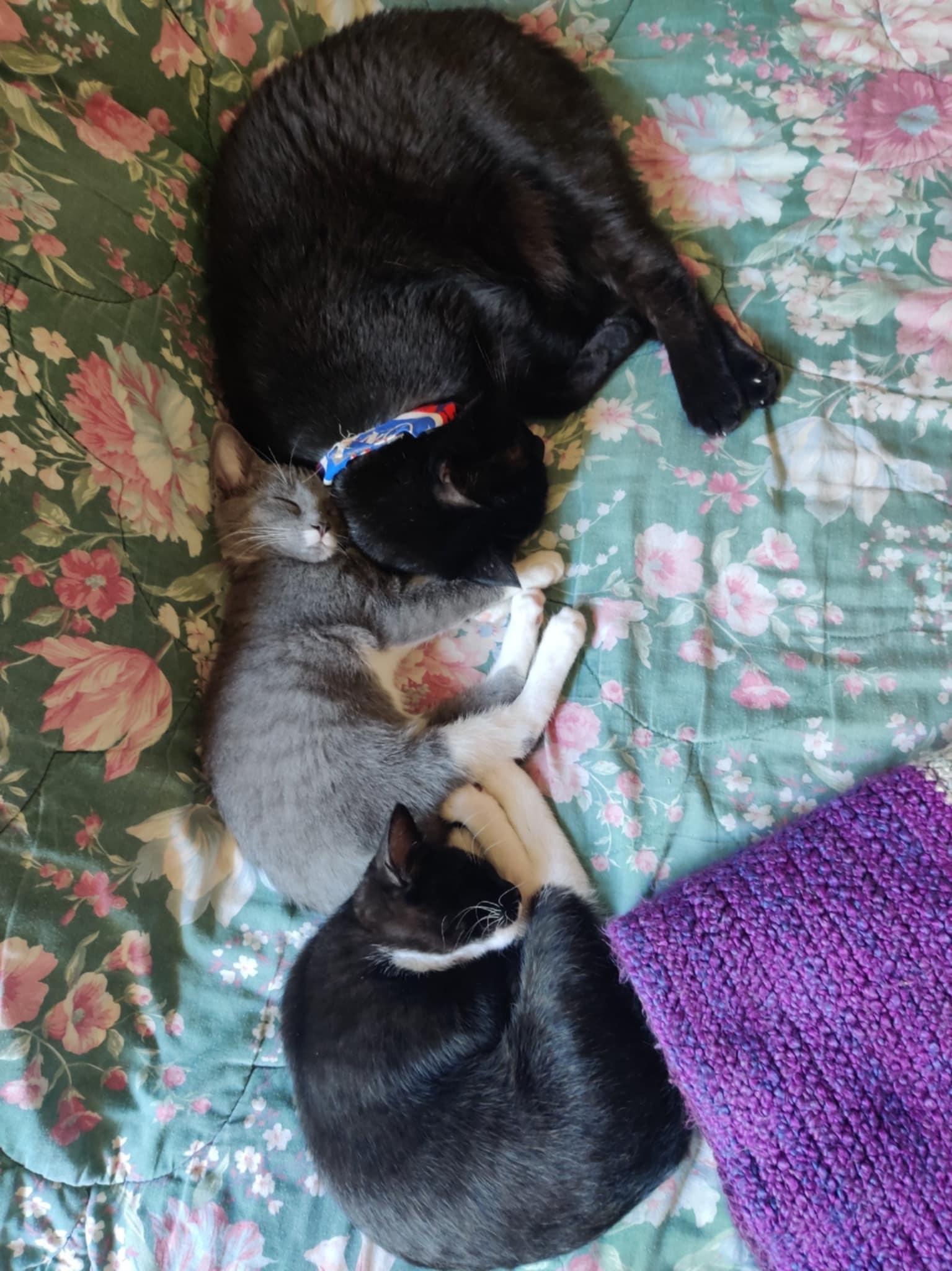 Maven, a Adopted Tuxedo in Vacaville, CA image 6/6