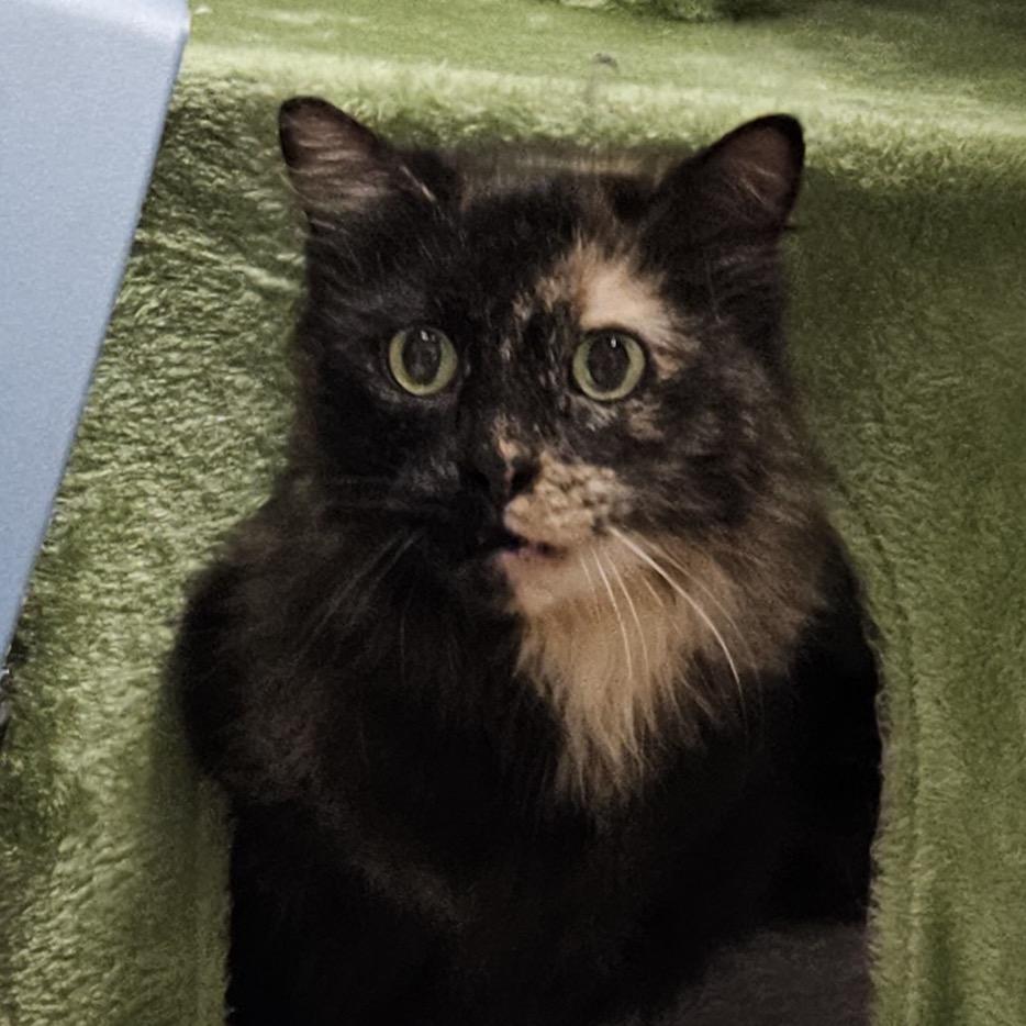 Enlarge Charlotte, a Adoptable Domestic Long Hair in Peoria, IL image 1/1