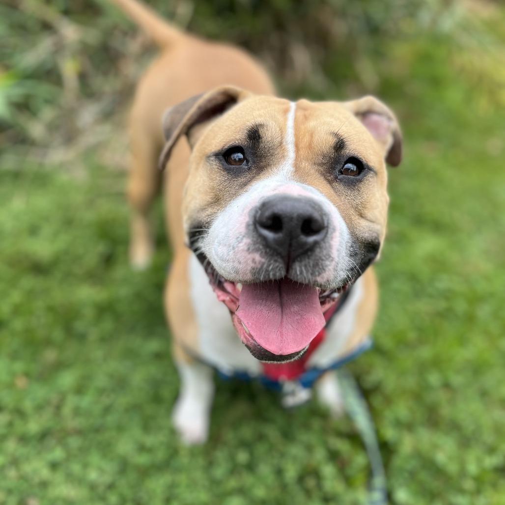 Enlarge Honey, a Adoptable American Bulldog in Brownsville, VT image 1/1