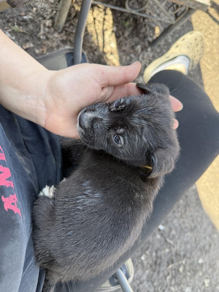 1049 Missy Pawlliot, a Adoptable mixed breed in Salem, WI image 1/6