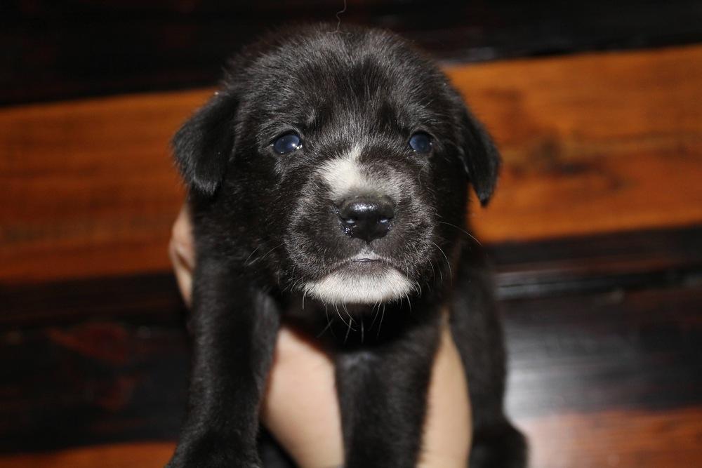 1049 Missy Pawlliot, Adoptable, Puppy Female Australian Shepherd.