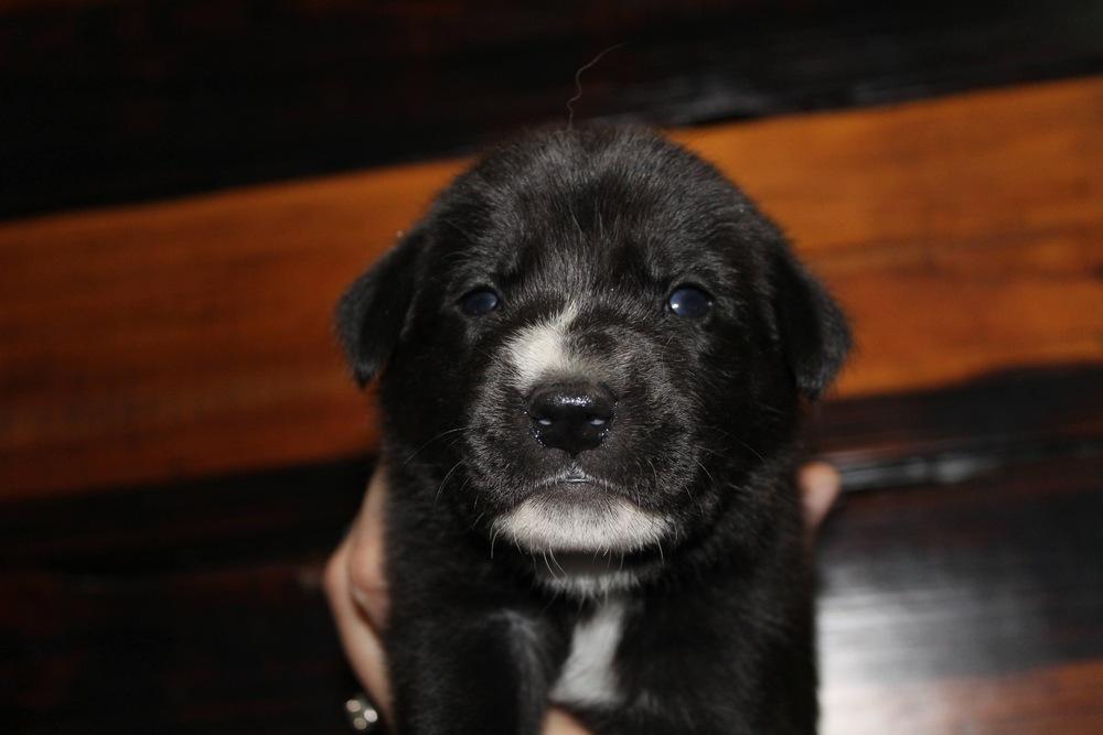 1049 Missy Pawlliot, a Adoptable mixed breed in Salem, WI image 4/6