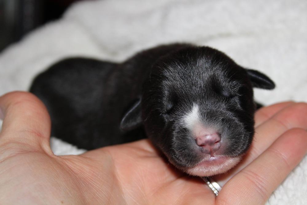 1049 Missy Pawlliot, a Adoptable mixed breed in Salem, WI image 5/6