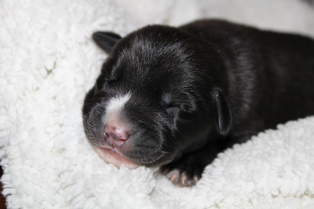 1049 Missy Pawlliot, a Adoptable mixed breed in Salem, WI image 6/6