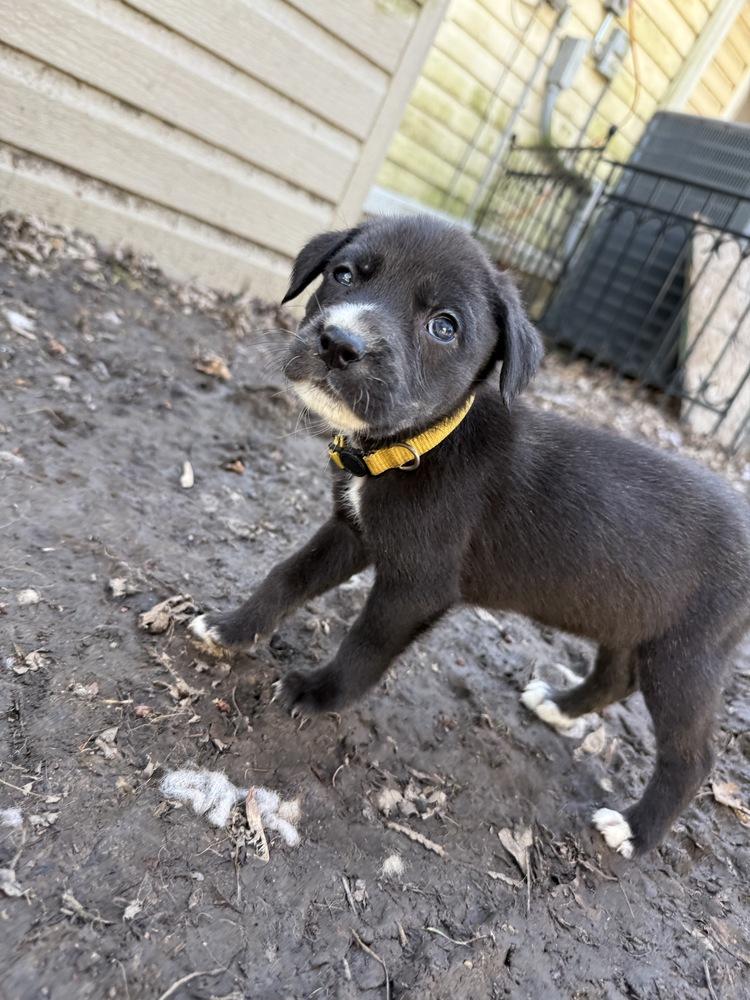 1049 Missy Pawlliot, a Adoptable mixed breed in Salem, WI image 3/6