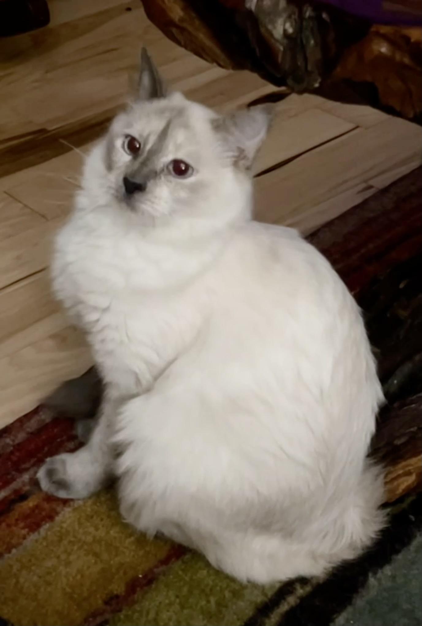 TRUDY, a Adopted mixed breed in Easton, MD image 3/4