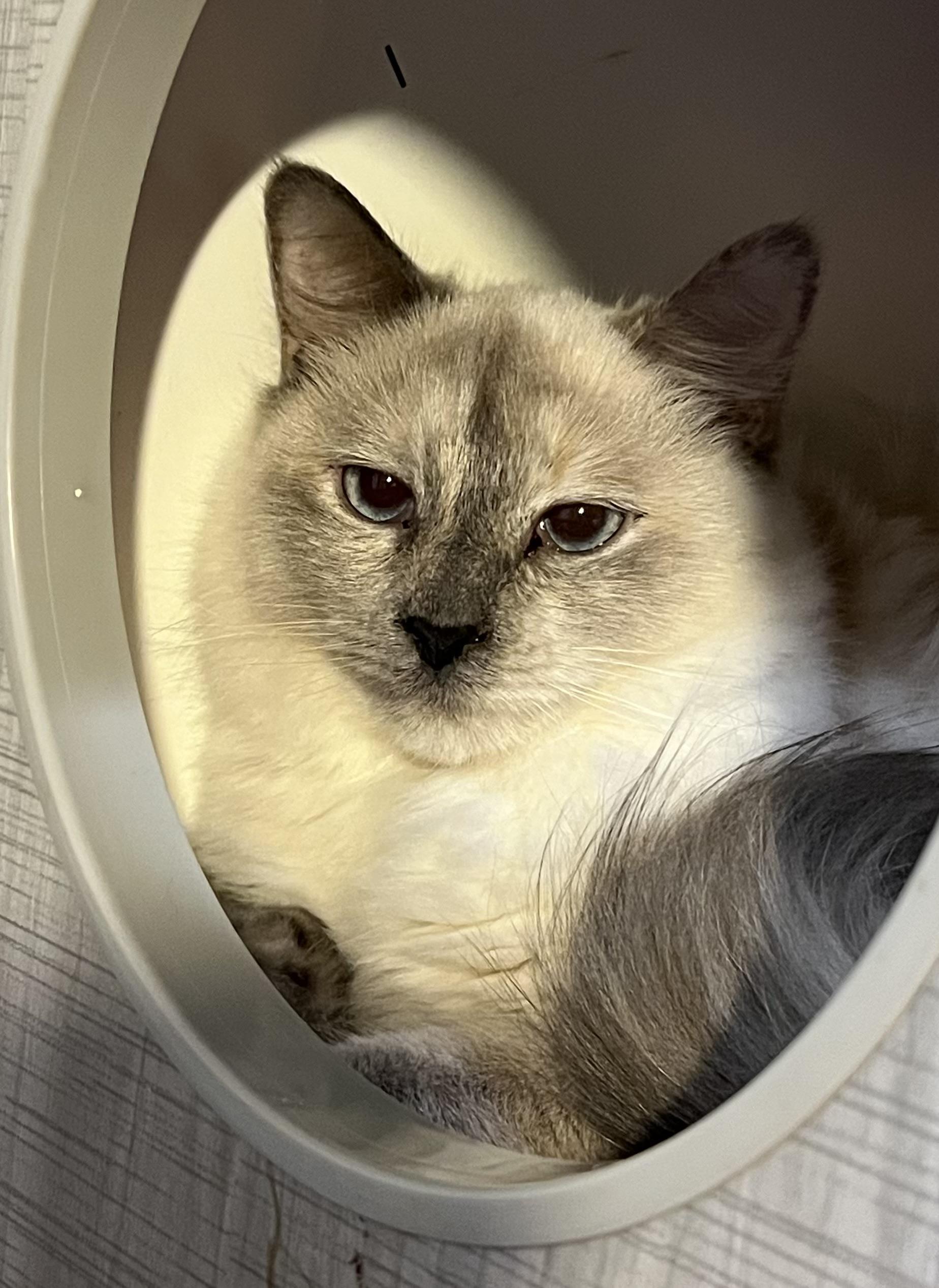 TRUDY, a Adopted mixed breed in Easton, MD image 2/4