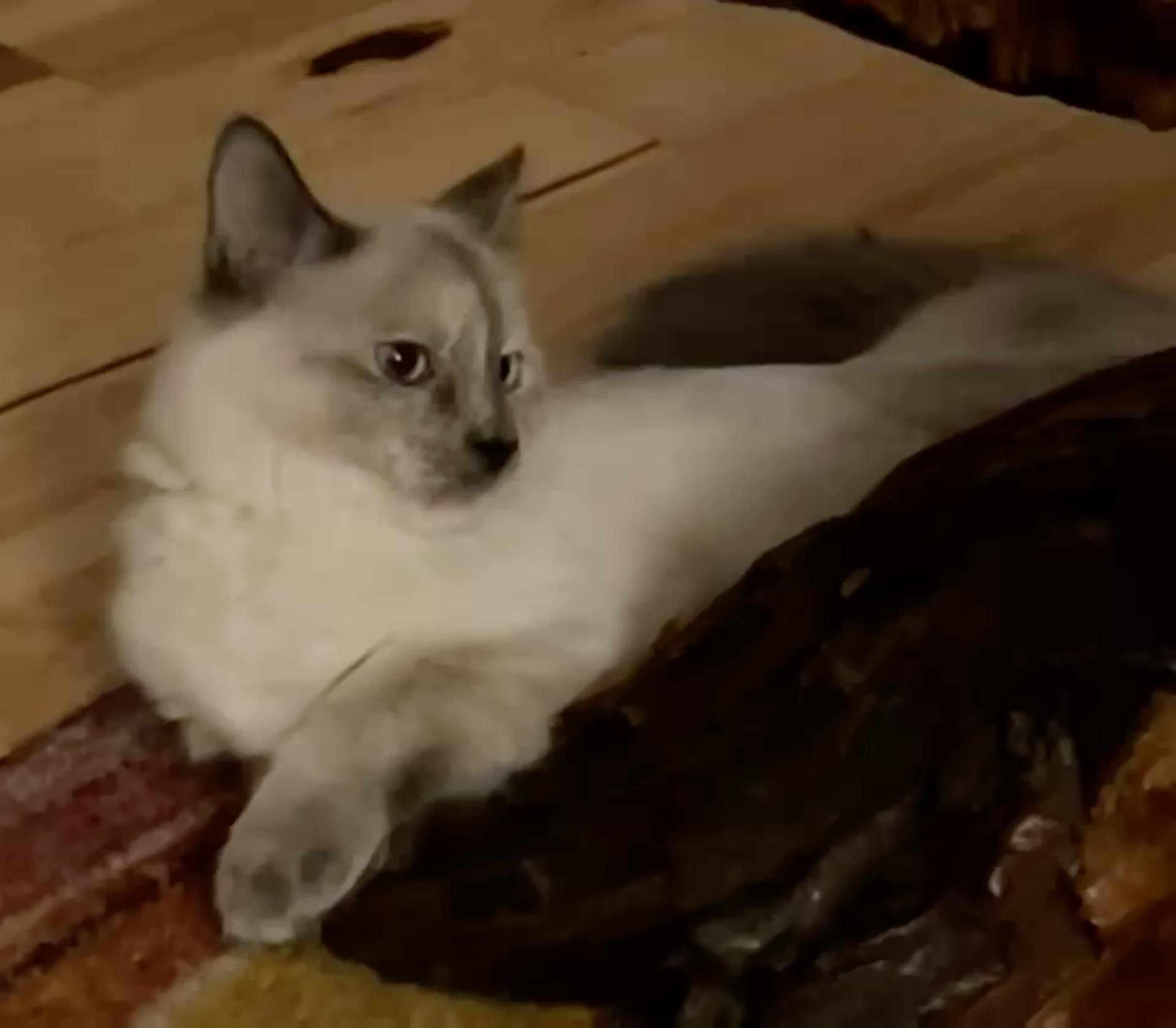 TRUDY, a Adopted mixed breed in Easton, MD image 4/4