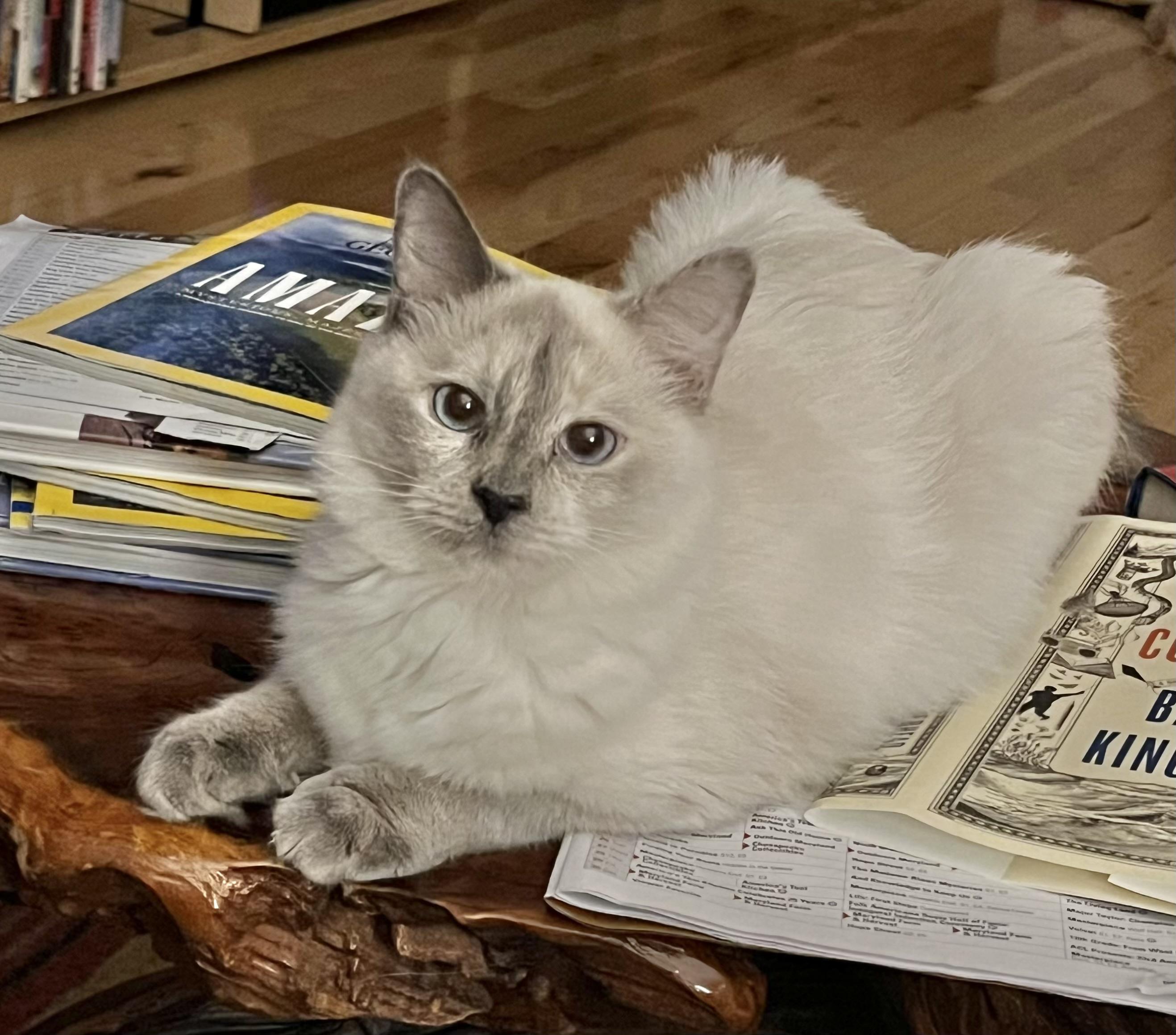 TRUDY, Adopted, Young Female Siamese.