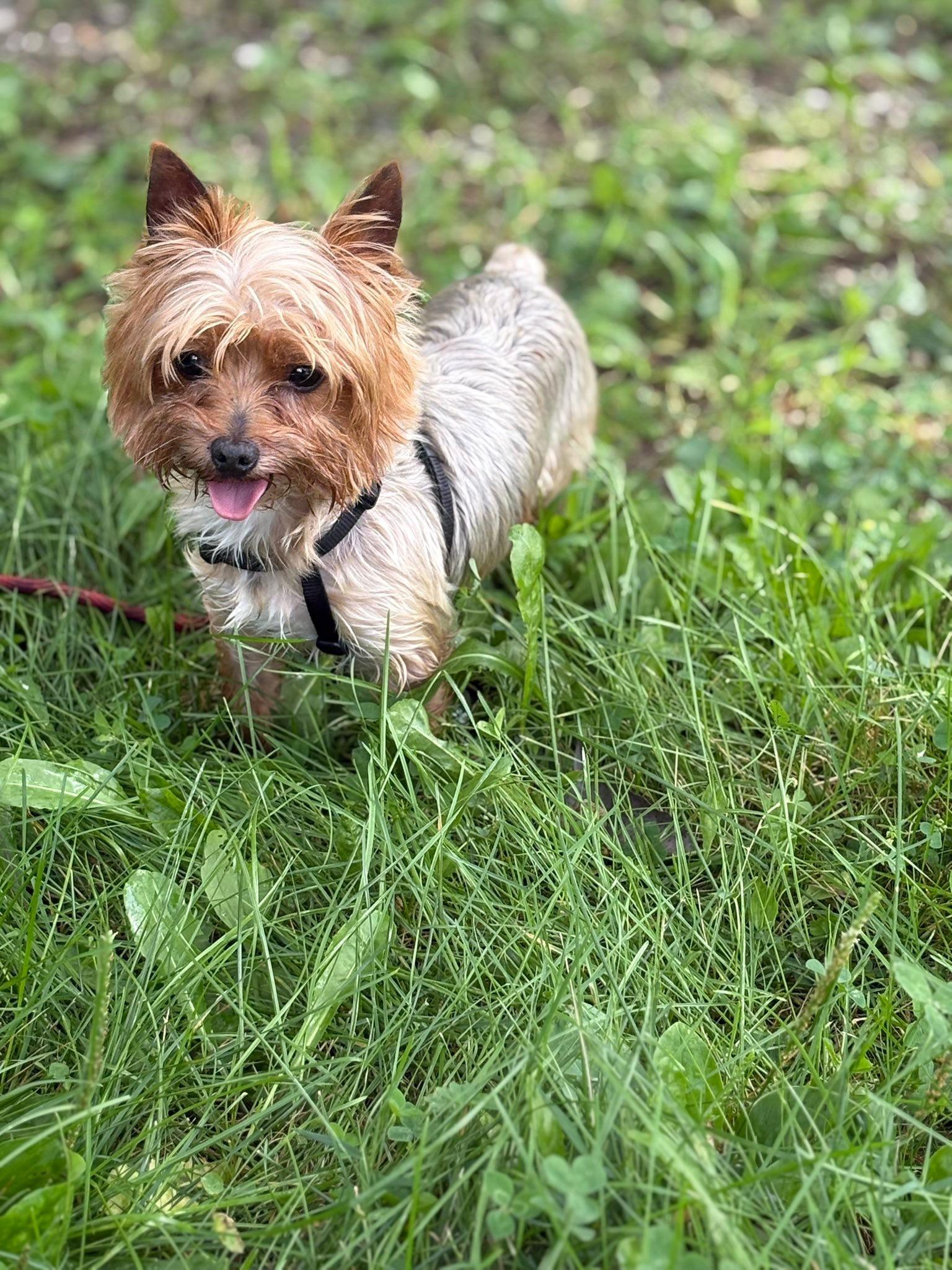 Enlarge Tucker, a Adopted Yorkshire Terrier in Peebles, OH image 3/6