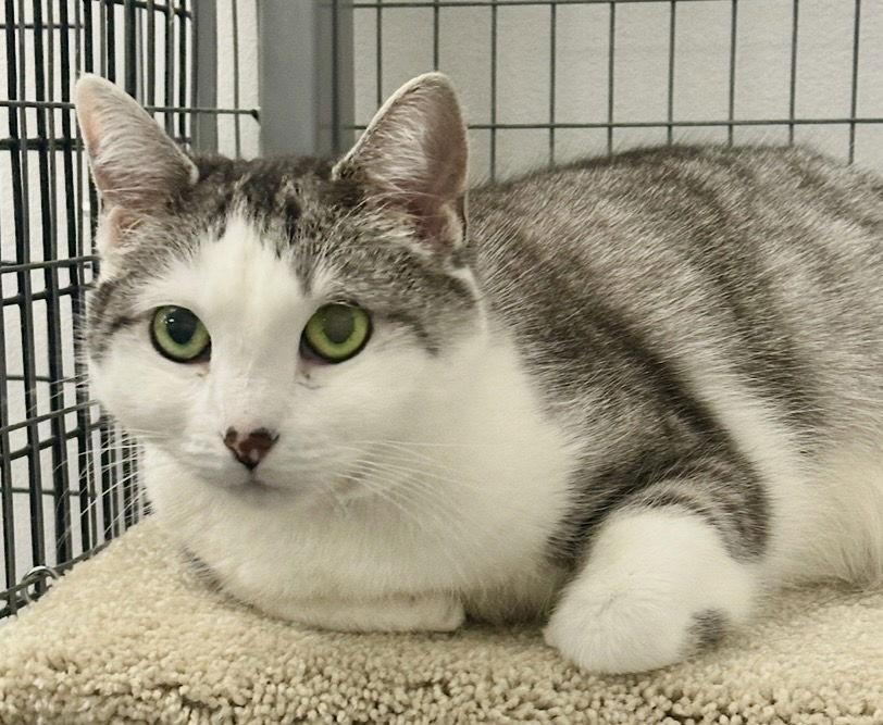 Pepper, Adopted, Senior Female Domestic Short Hair.