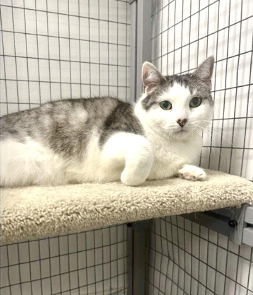 Enlarge Pepper, a Adopted Domestic Short Hair in West Hills, CA image 2/2