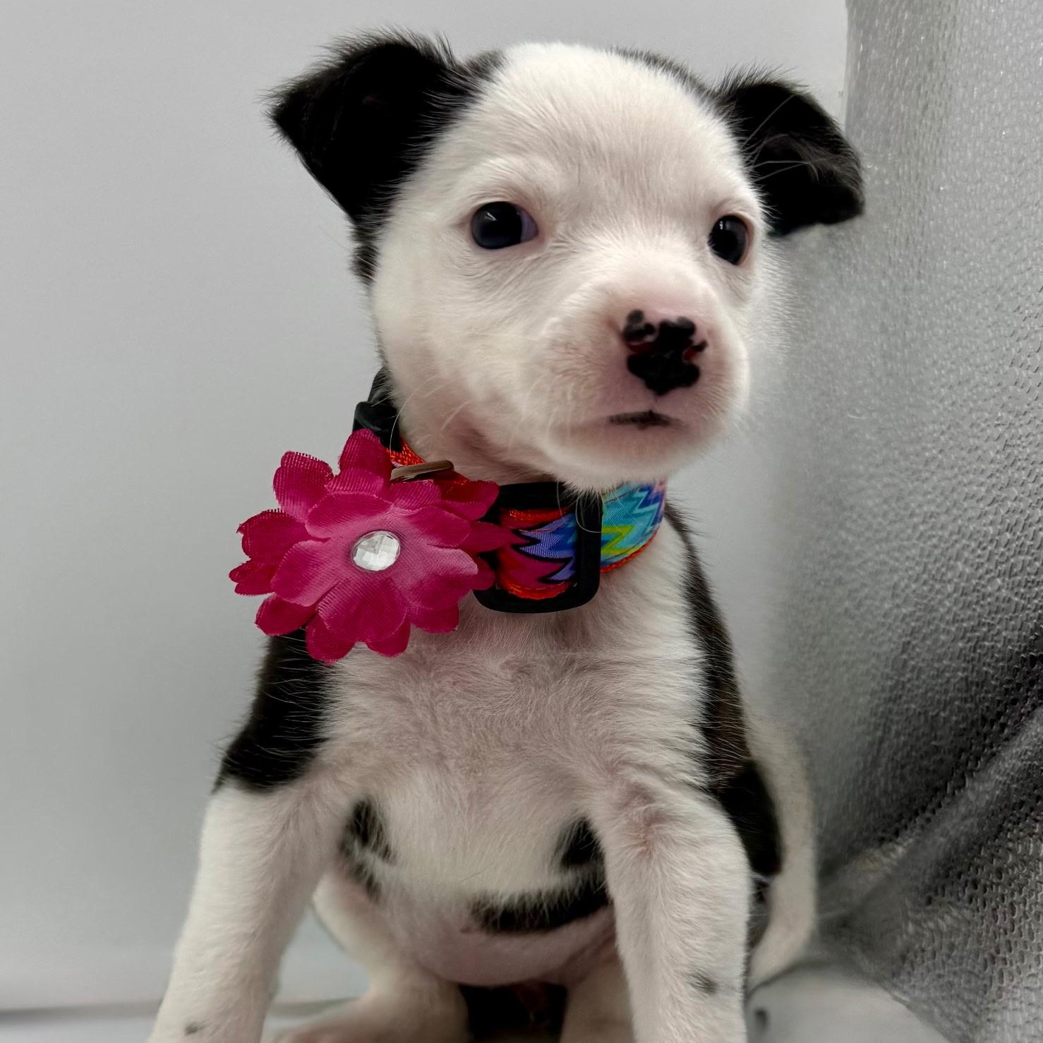 Harlyn, ADOPTABLE, Puppy Female Terrier.