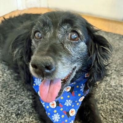 Enlarge Mollie, a Adoptable mixed breed in Arlington, VA image 1/3