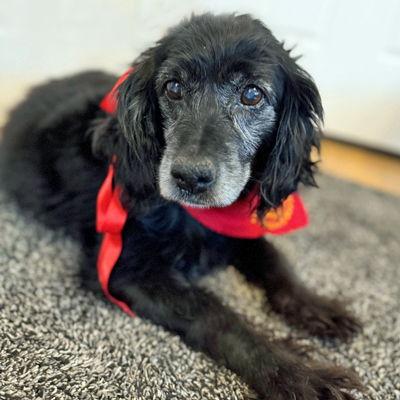 Enlarge Mollie, a Adoptable mixed breed in Arlington, VA image 2/3