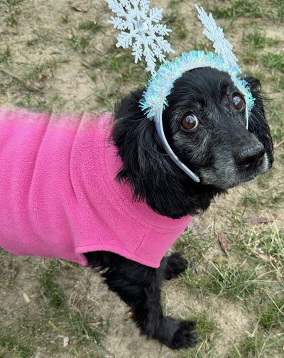 Mollie, Adoptable, Adult Female Cocker Spaniel & Spaniel.