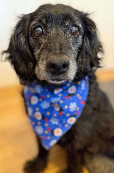 Enlarge Mollie, a Adoptable mixed breed in Arlington, VA image 3/3