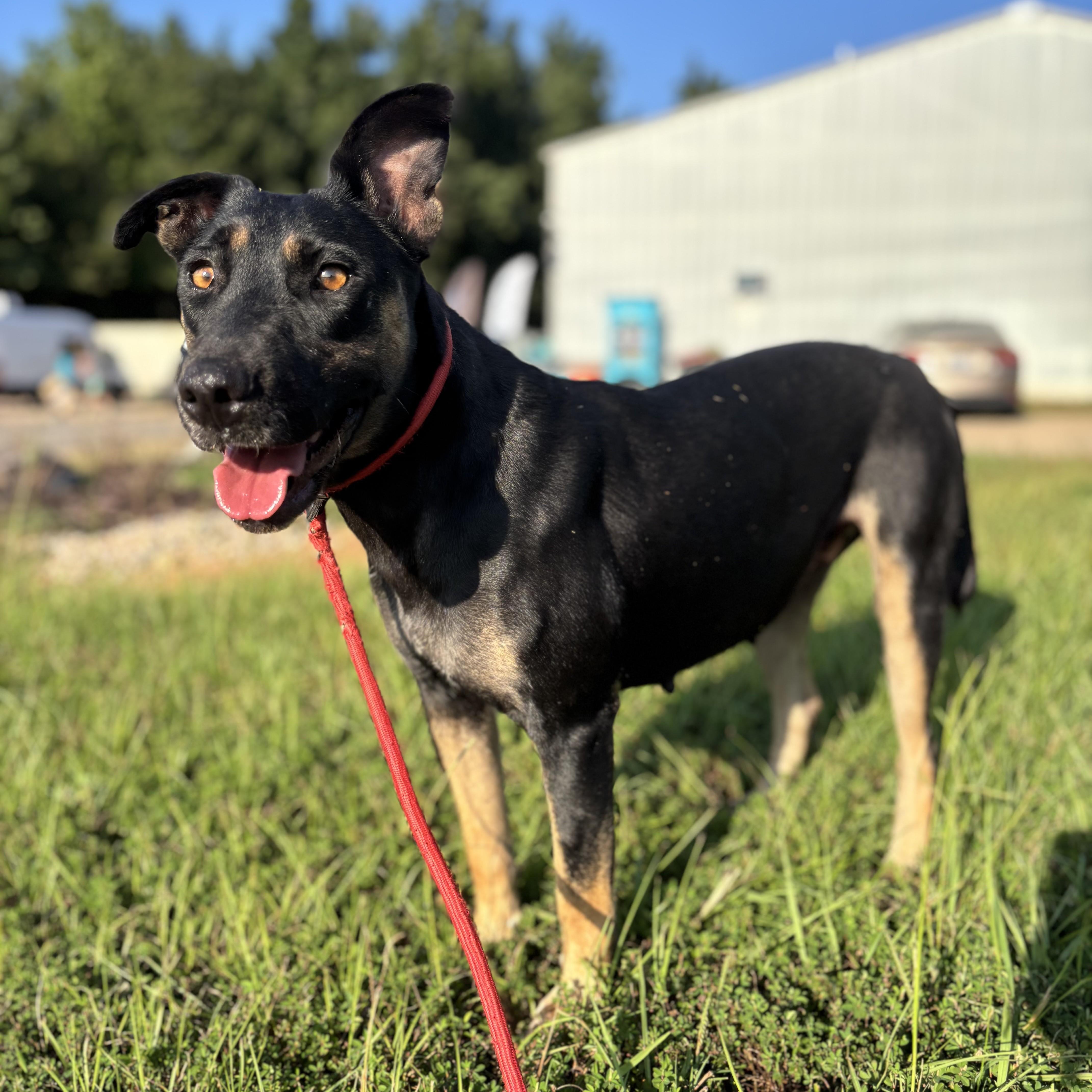 Prisma — thumbnail 4