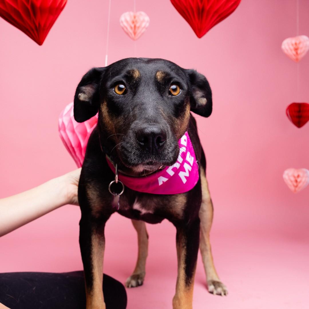 Prisma — thumbnail 6