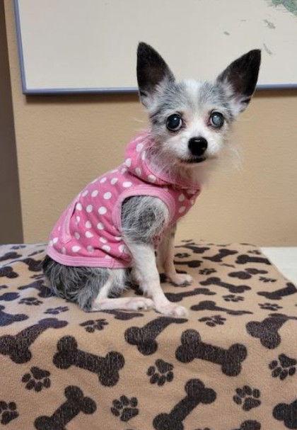 Chiqui, Adopted, Senior Female Chihuahua.