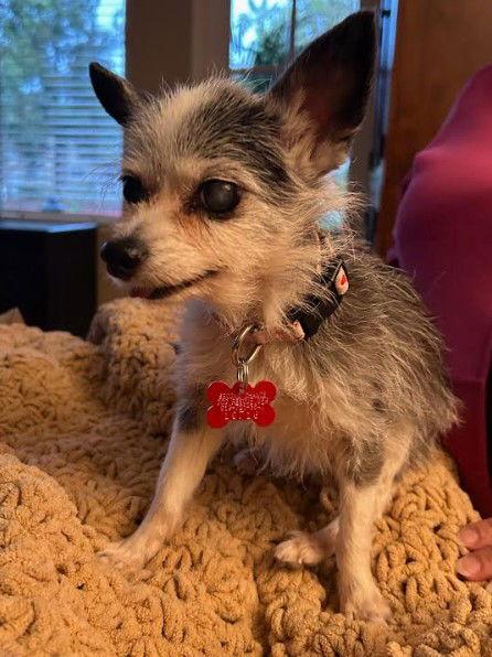 Enlarge Chiqui, a Adopted Chihuahua in San Diego, CA image 2/3