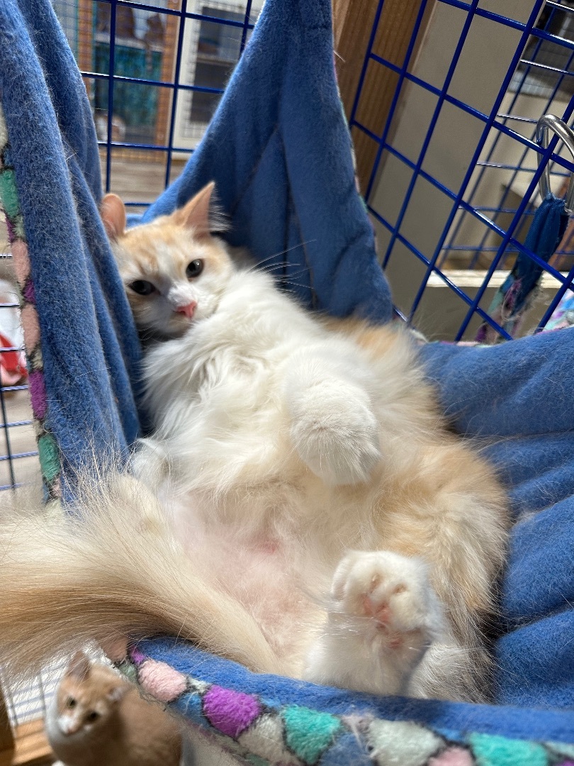 Sassy And Fifi thumbnail 3