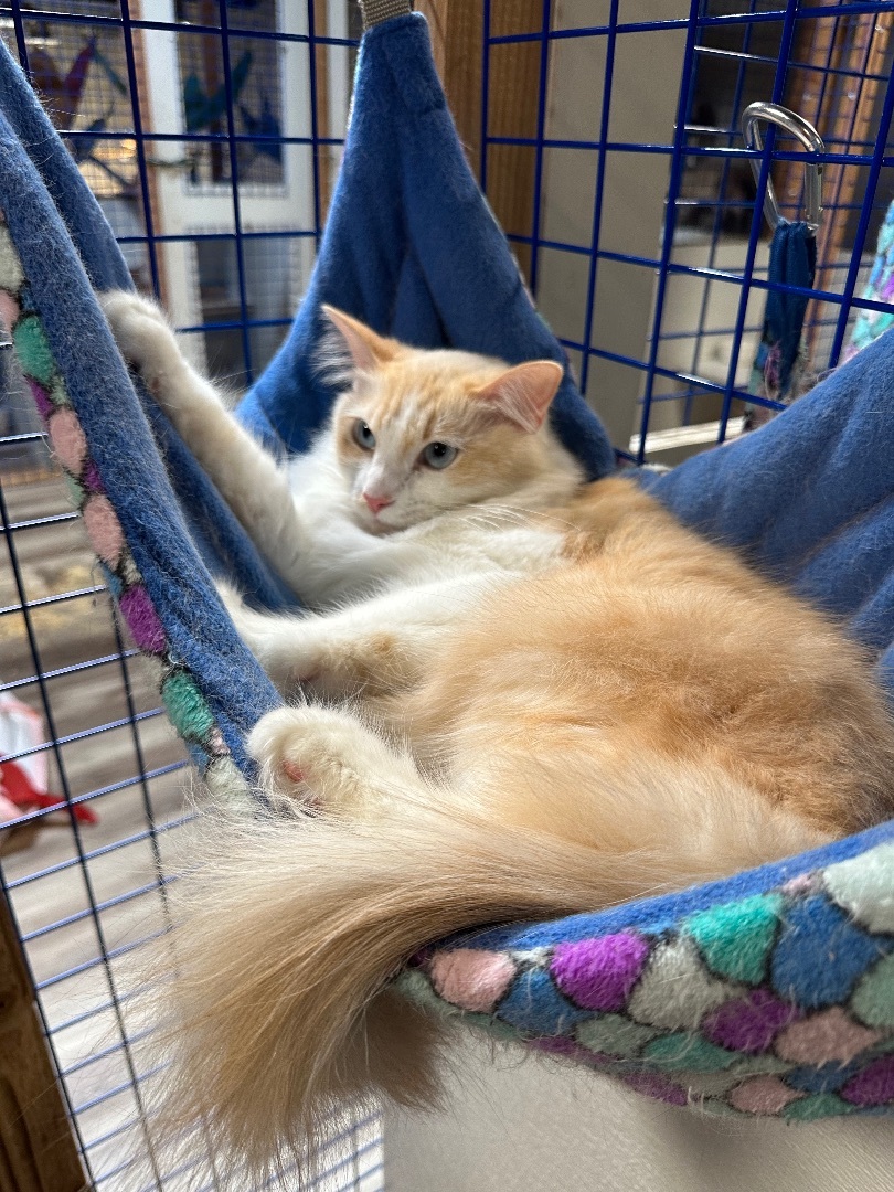 Sassy and Fifi, Young Female Ragdoll