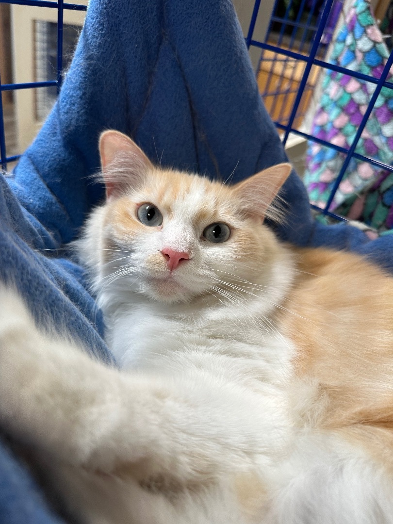 Sassy and Fifi, a Adoptable mixed breed in Pomona, CA image 2/3