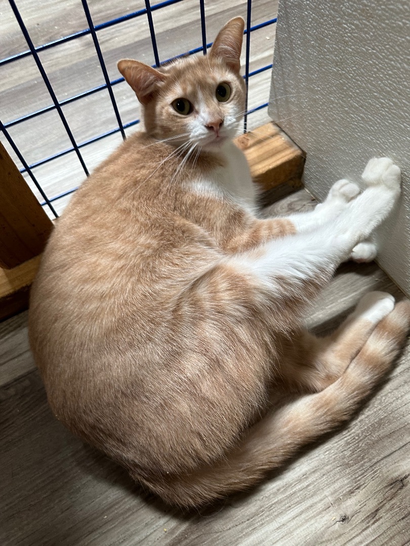 Sassy And Fifi thumbnail 4