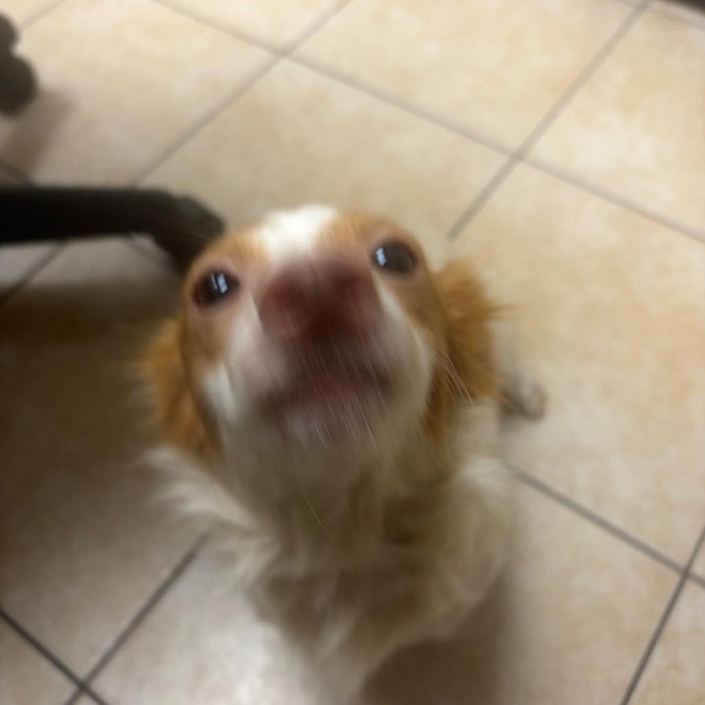 Happy Meal, Adoptable, Puppy Female Dachshund.