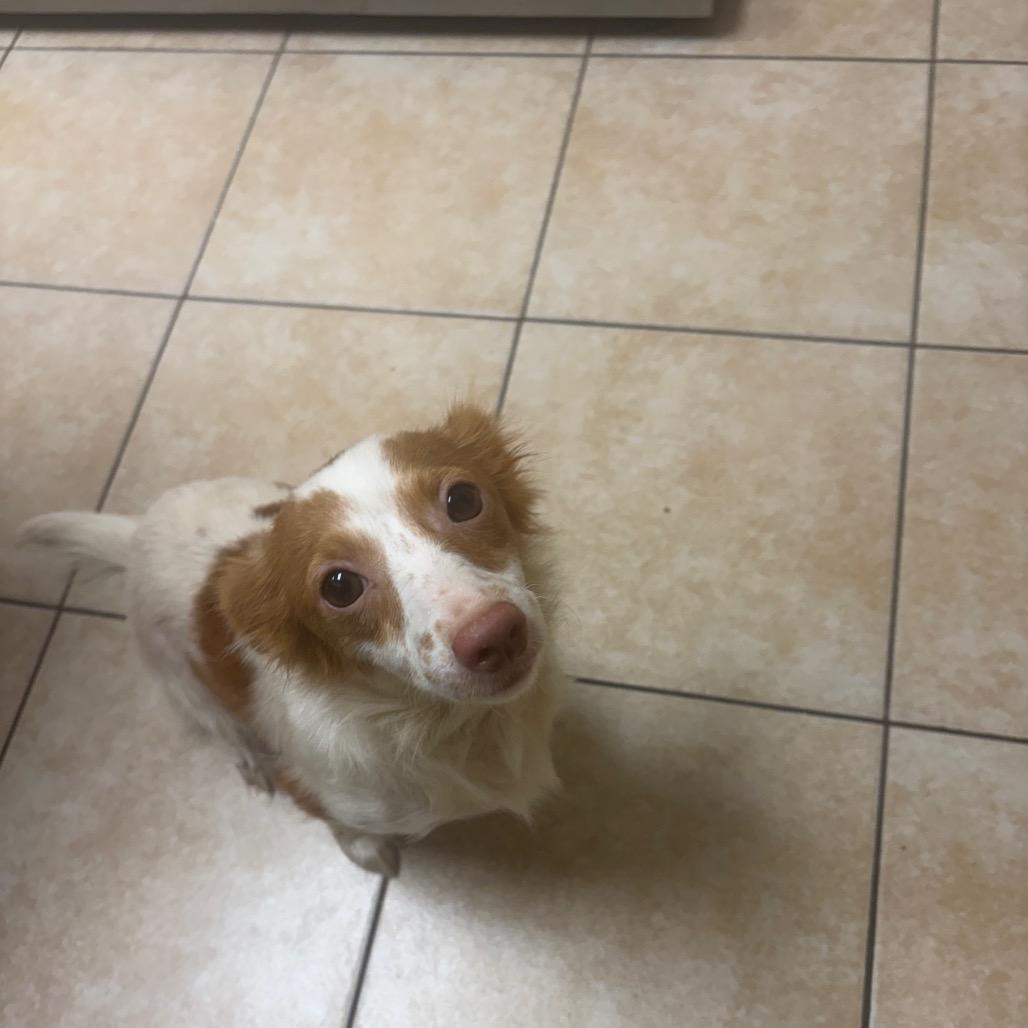 Enlarge Happy Meal, a Adoptable Dachshund in Pekin, IL image 2/2