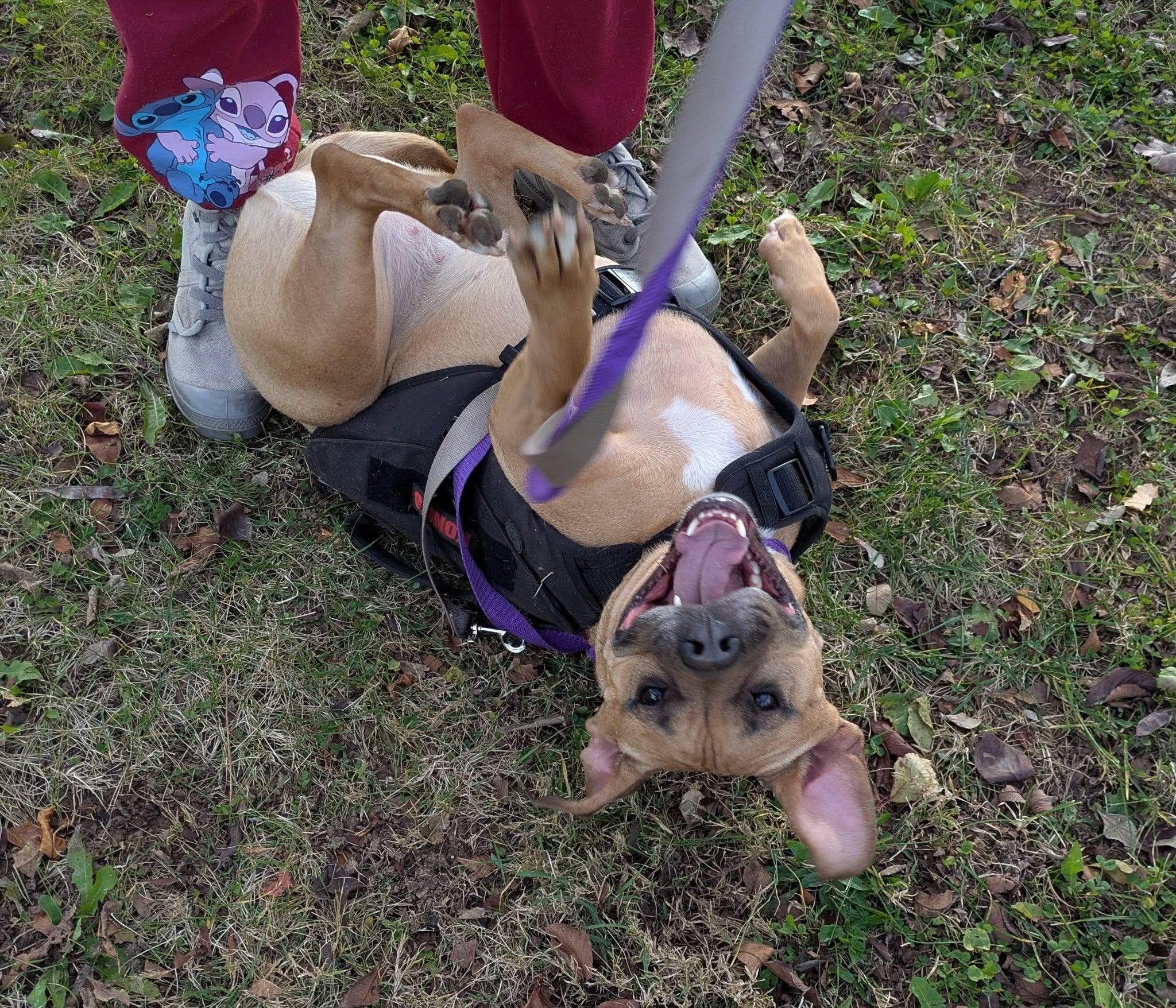 Canella -- Courtesy Post