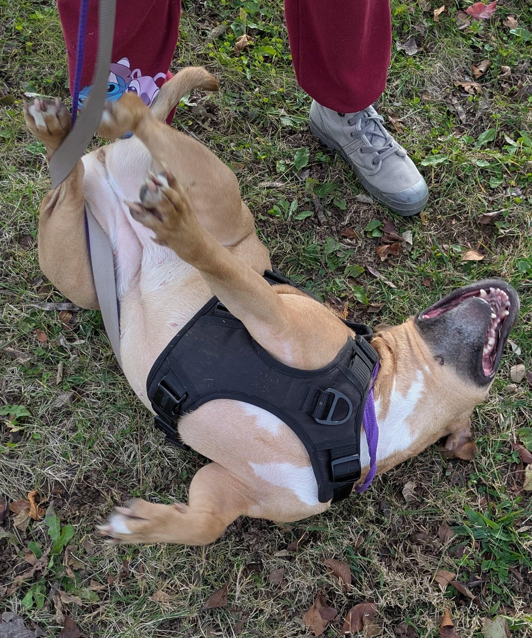 Canella -- Courtesy Post