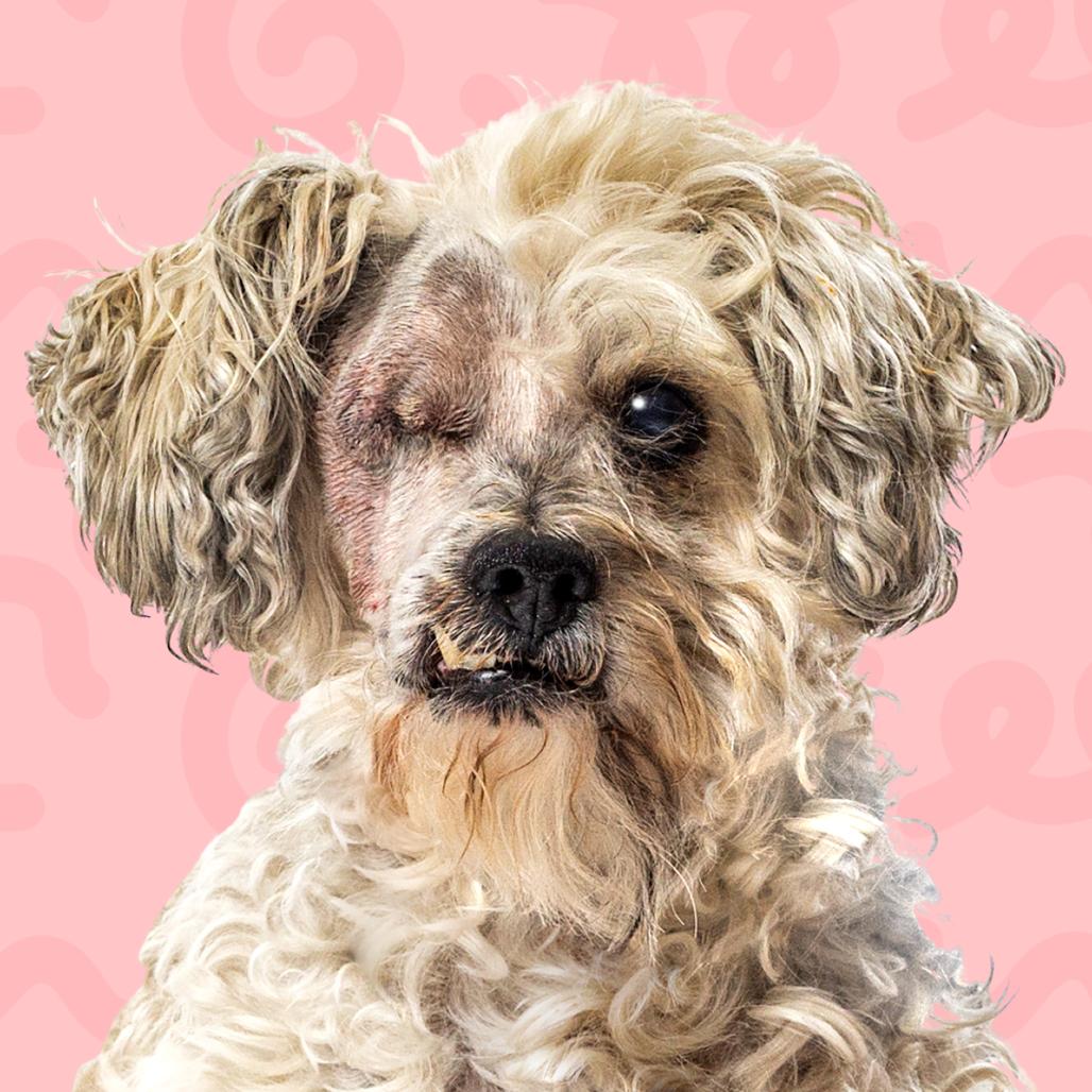 Enlarge Coco, a Adoptable mixed breed in Reno, NV image 2/6