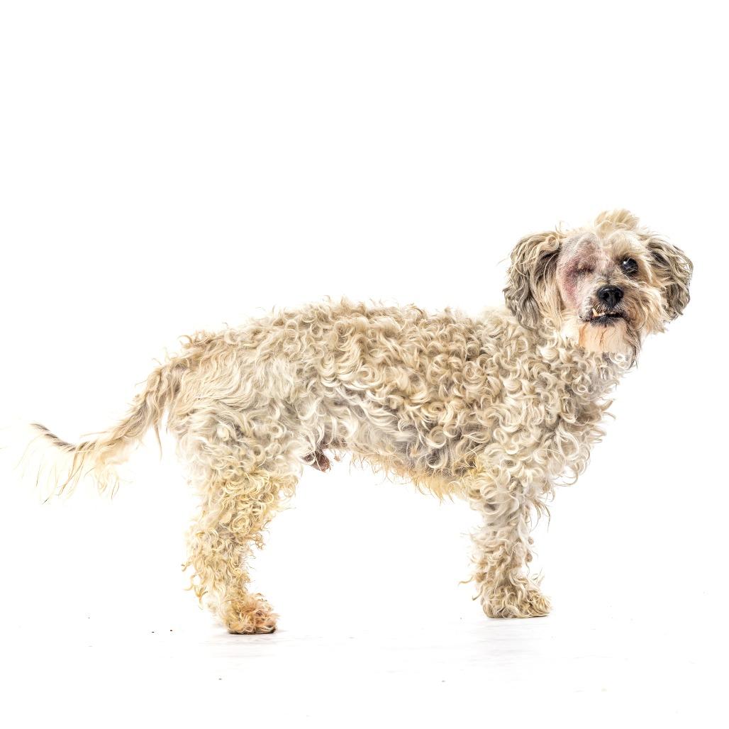 Enlarge Coco, a Adoptable mixed breed in Reno, NV image 4/6