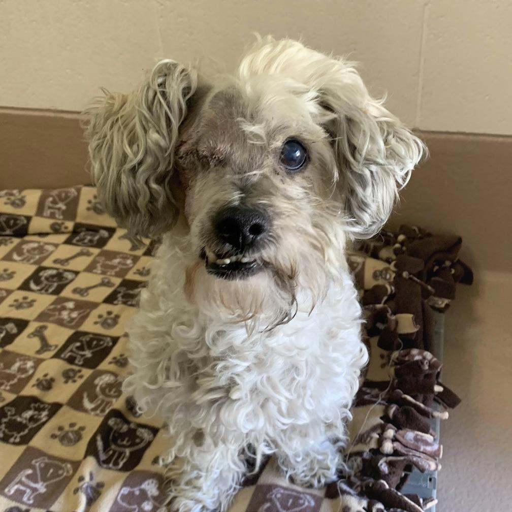 Enlarge Coco, a Adoptable mixed breed in Reno, NV image 5/6