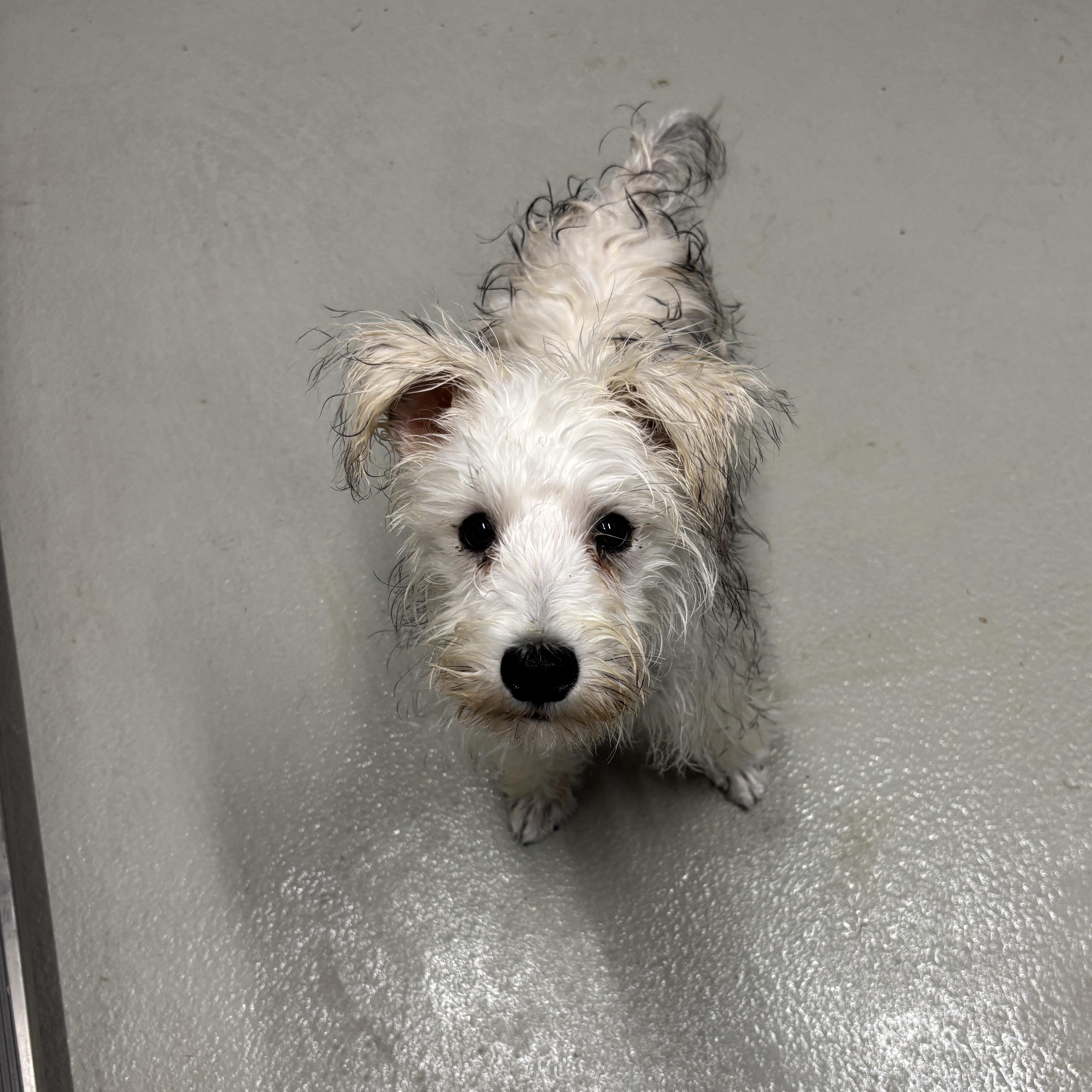 Enlarge Bentley , an adopted Schnoodle in Mississauga, ON image 5/6