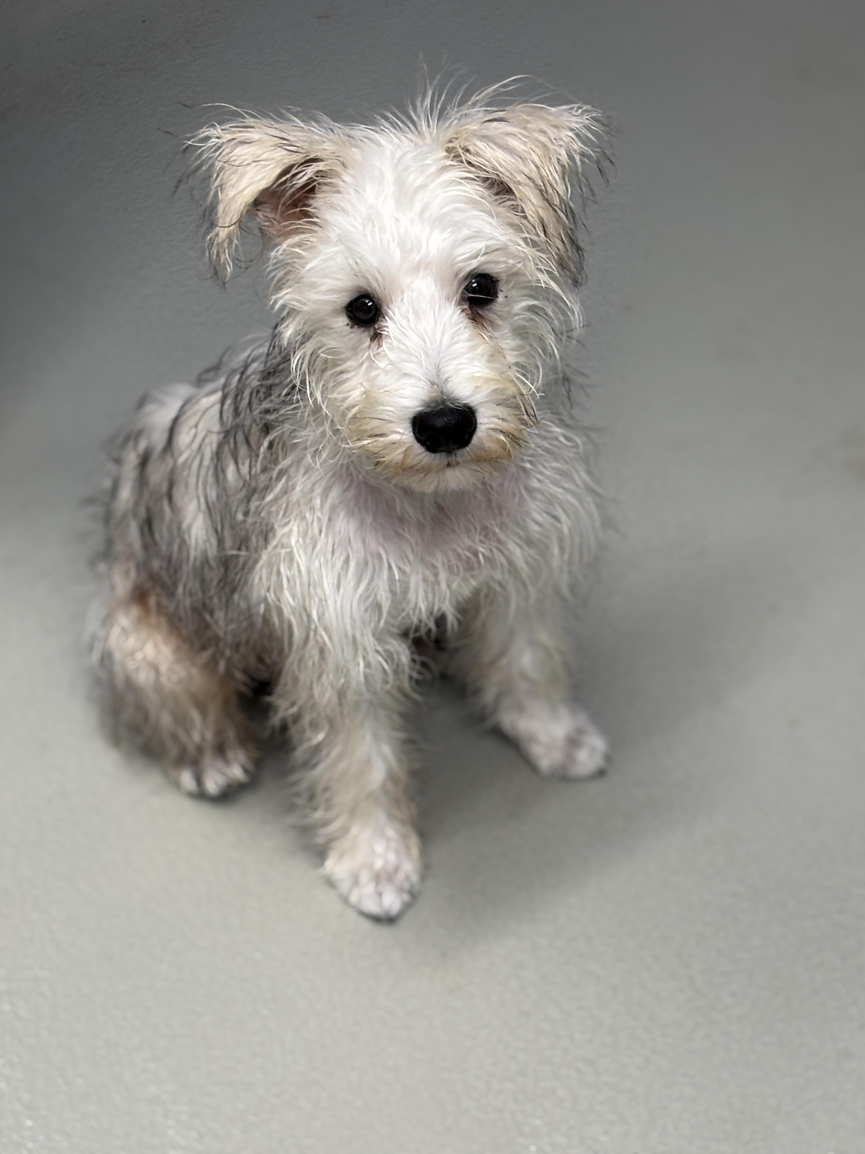 Enlarge Bentley , an adopted Schnoodle in Mississauga, ON image 3/6