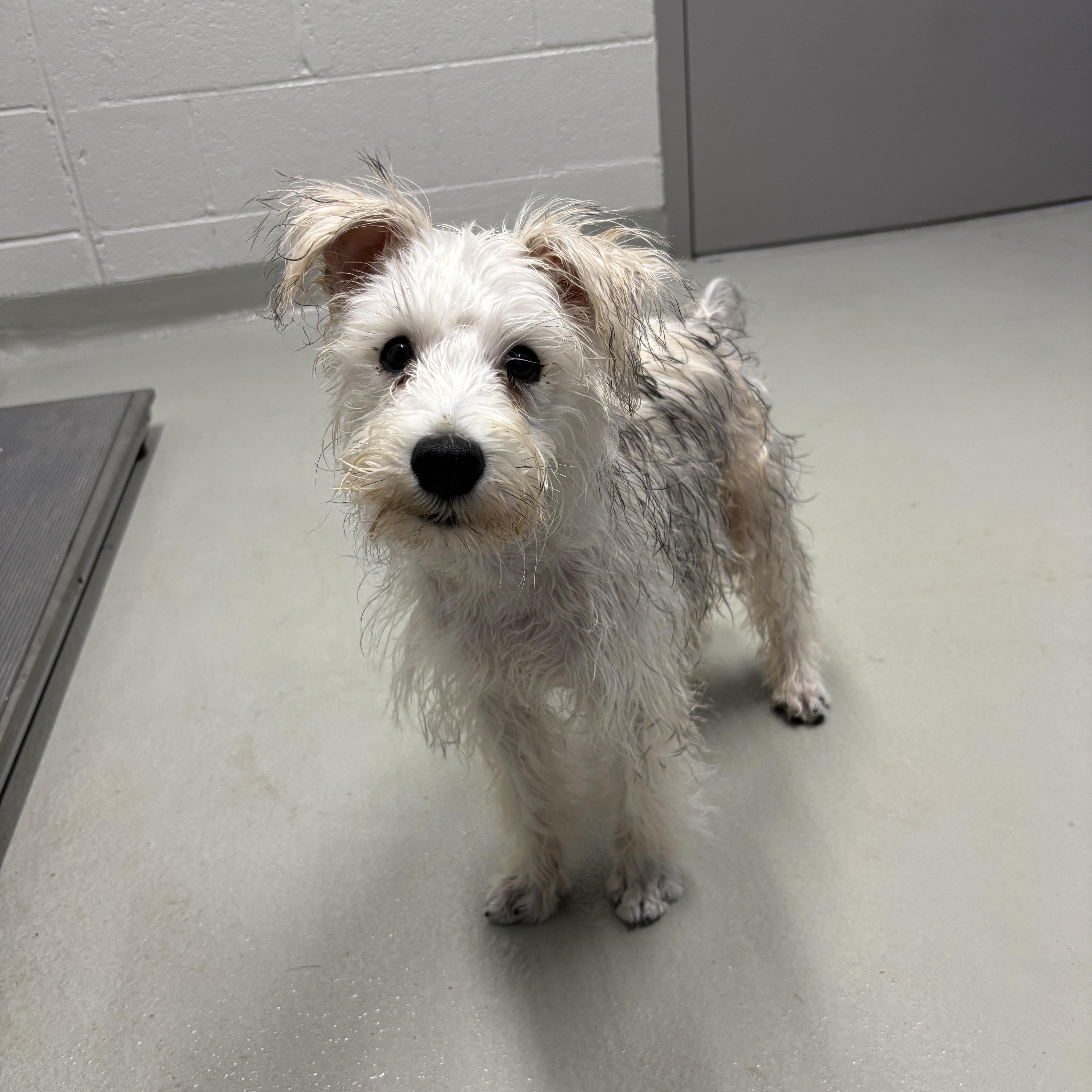 Enlarge Bentley , an adopted Schnoodle in Mississauga, ON image 1/6