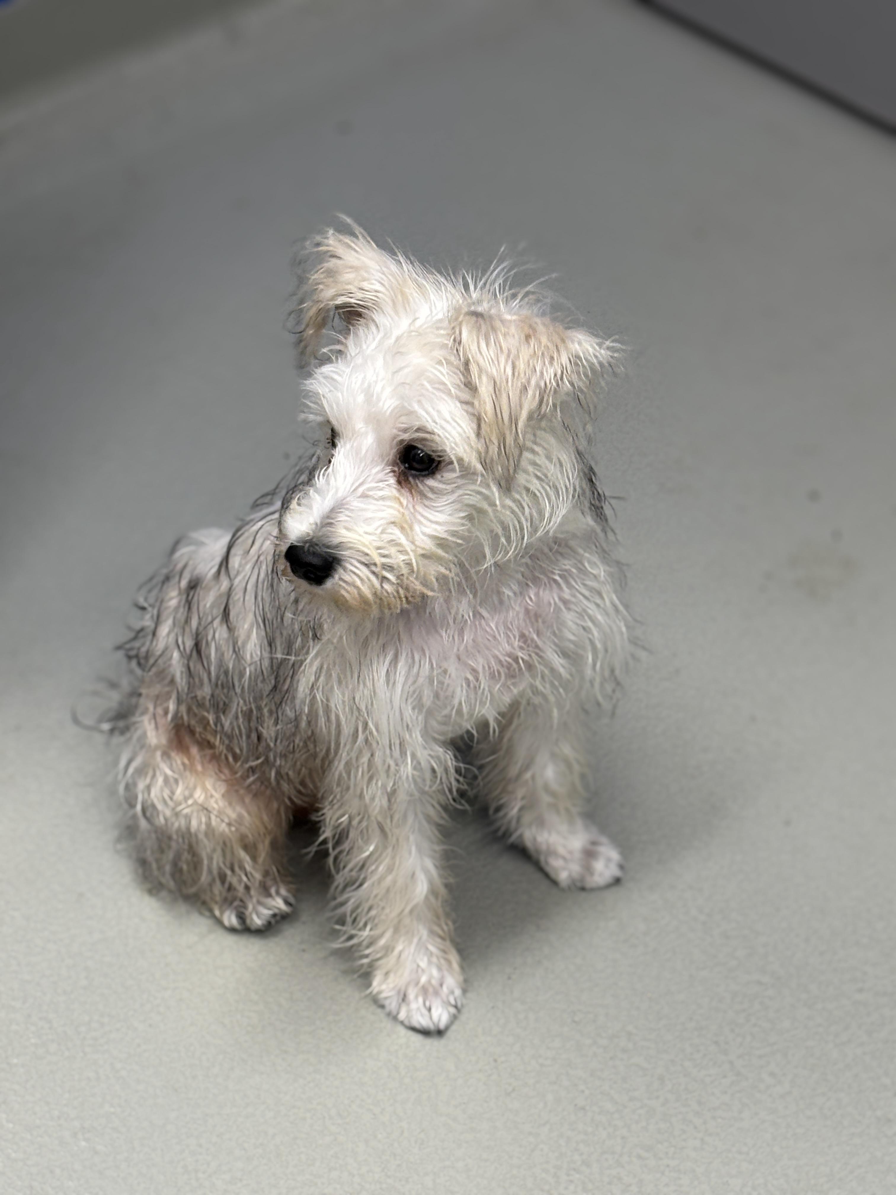 Enlarge Bentley , an adopted Schnoodle in Mississauga, ON image 2/6
