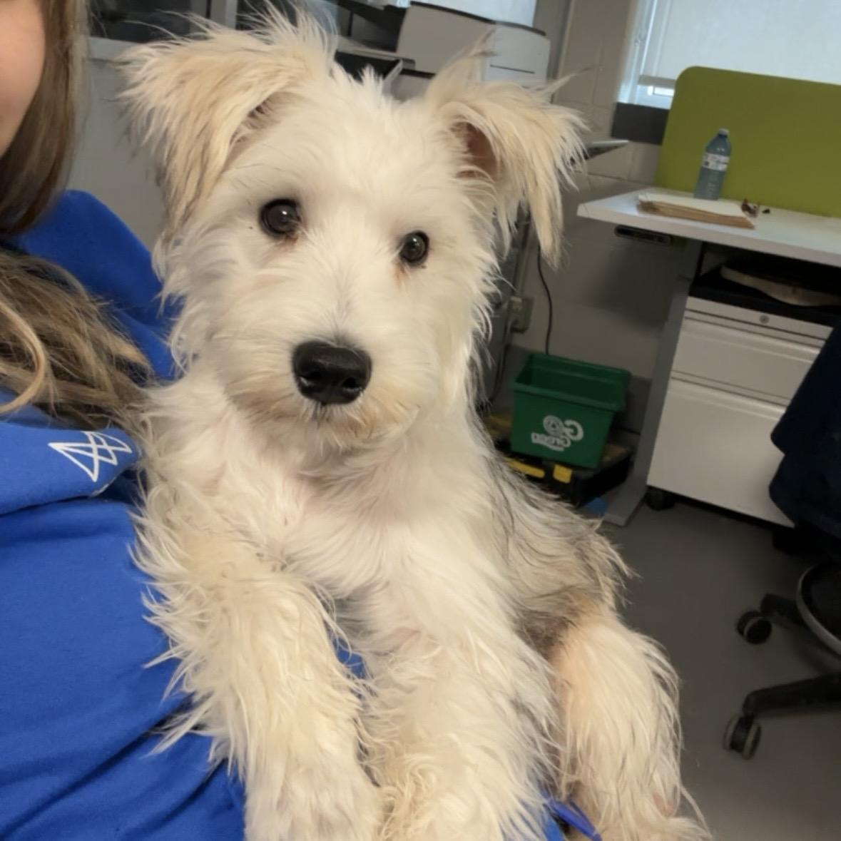 Enlarge Bentley , an adopted Schnoodle in Mississauga, ON image 4/6
