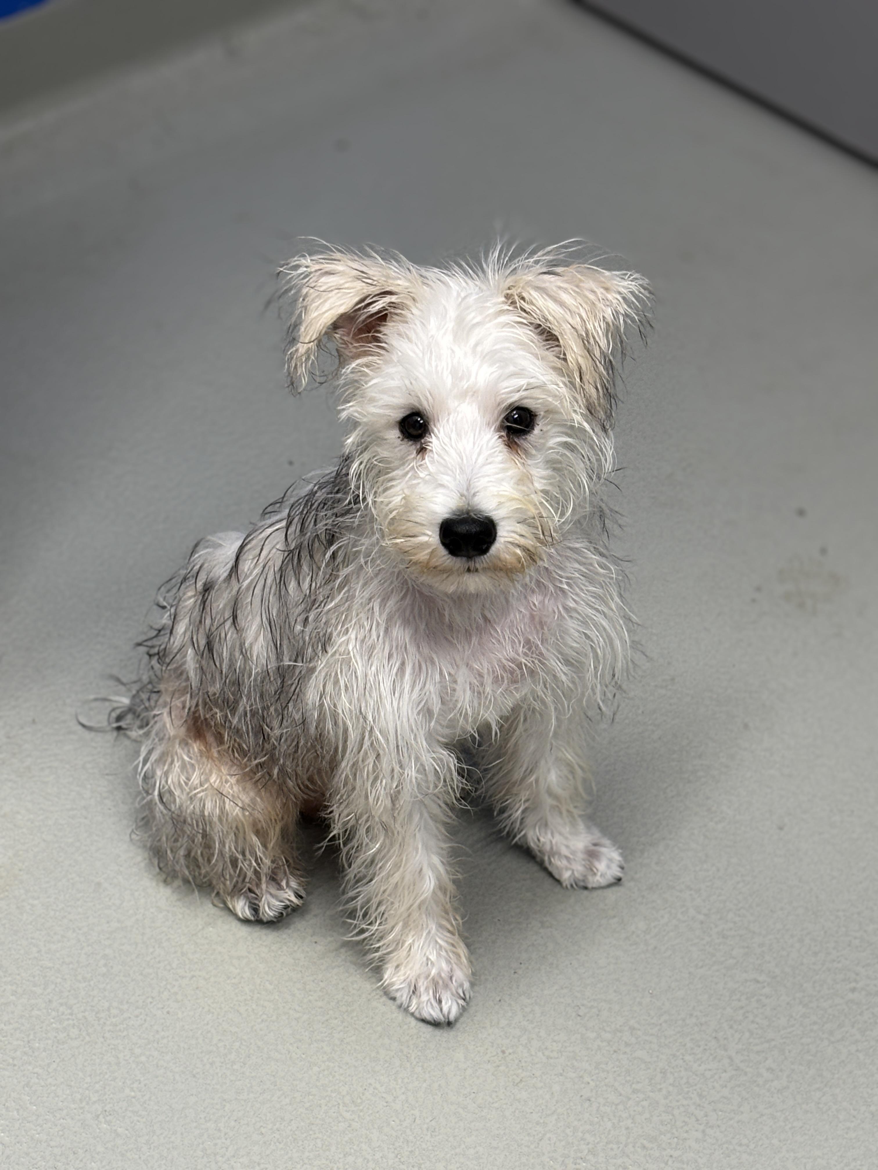Enlarge Bentley , an adopted Schnoodle in Mississauga, ON image 6/6