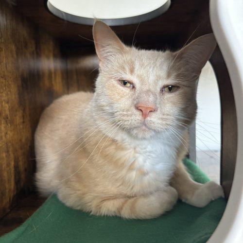 Honey, Adoptable, Adult Male Domestic Short Hair.