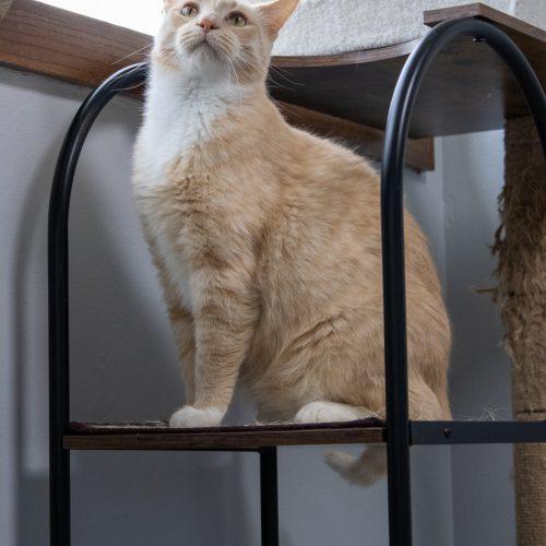 Enlarge Honey, a Adoptable Domestic Short Hair in Kenosha, WI image 3/6
