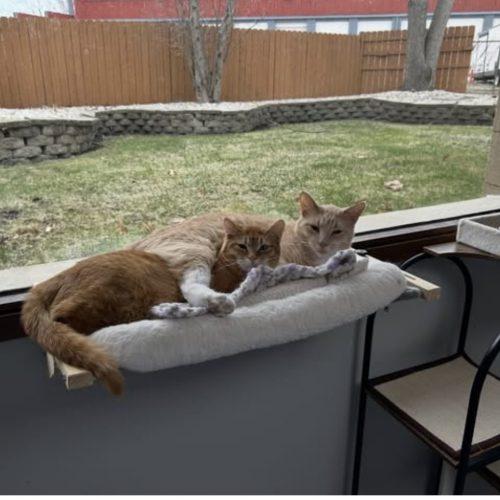 Enlarge Honey, a Adoptable Domestic Short Hair in Kenosha, WI image 5/6